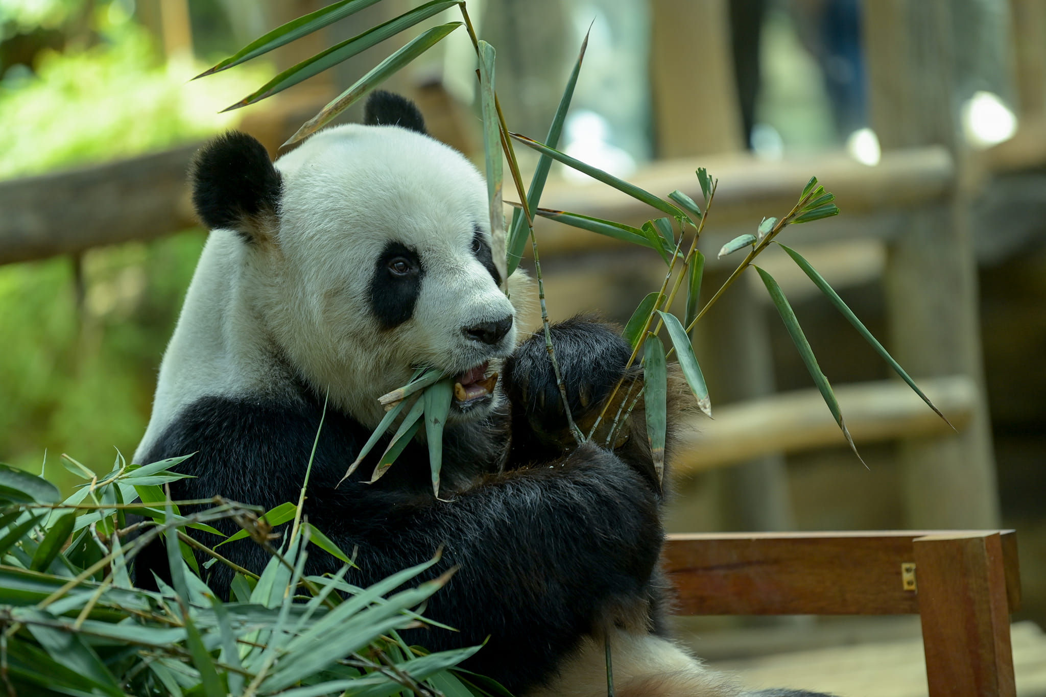 Malaysian panda cubs Yi Yi, Sheng Yi bid adieu on red carpet send-off