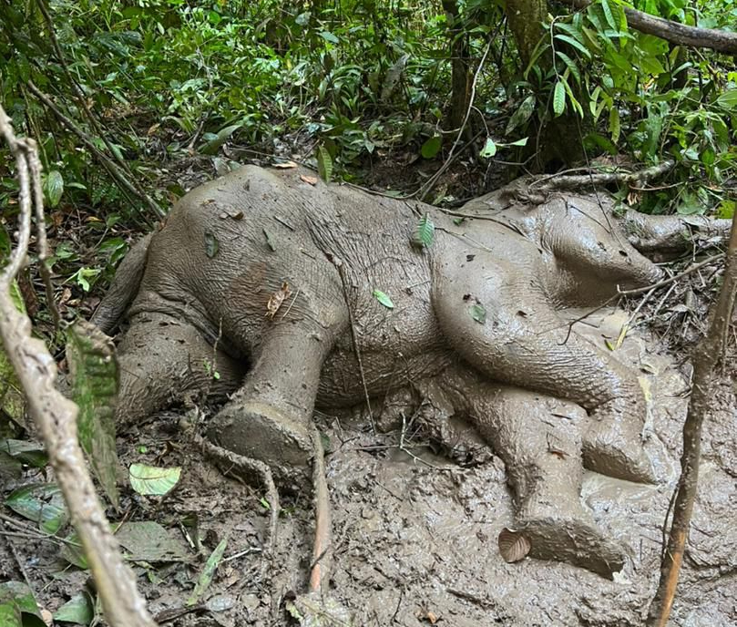 Gajah Pygmy Borneo ditemui mati di Kinabatangan