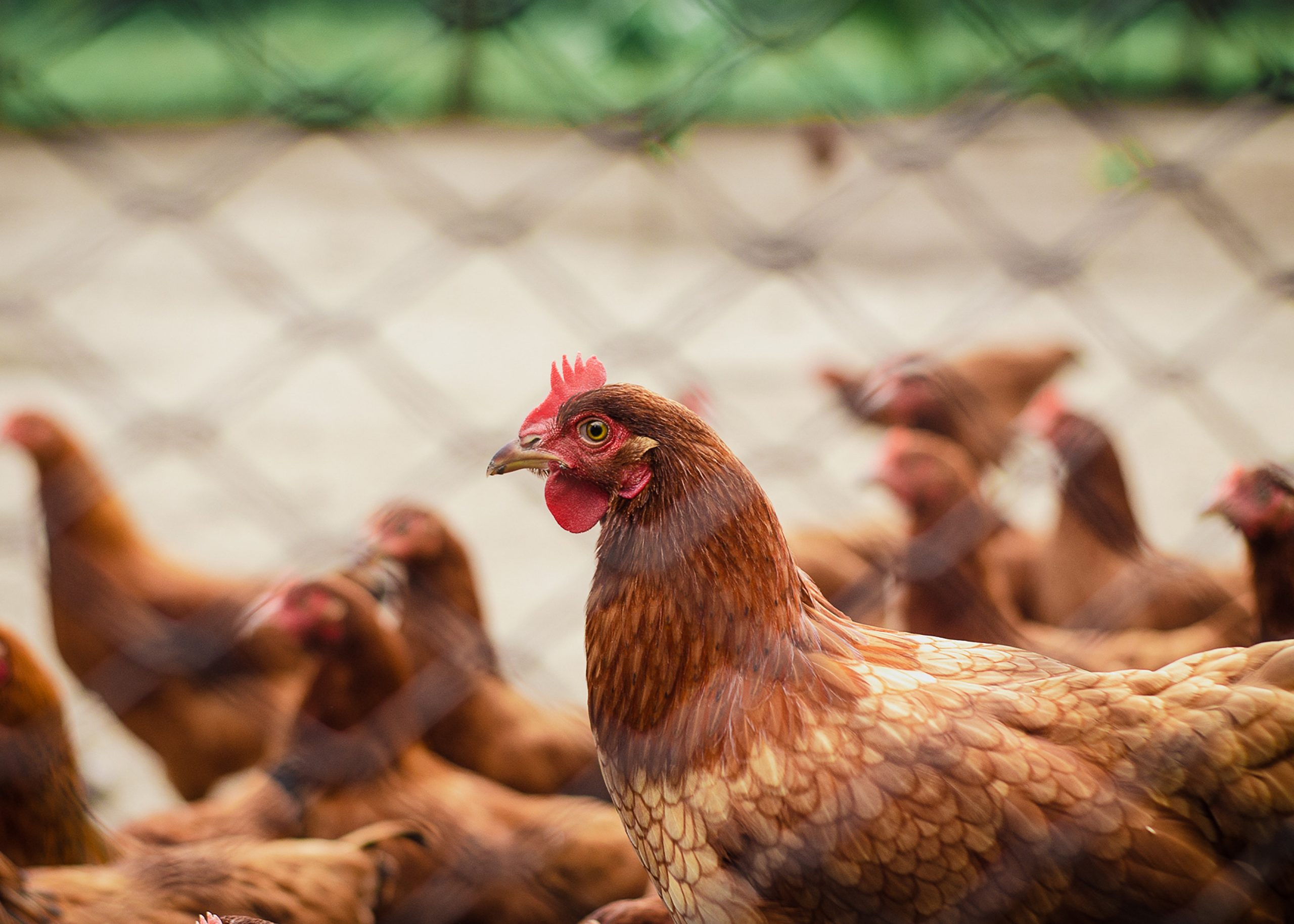 NAFAS mampu bantu jamin bekalan ayam pedaging seluruh negara: Mat Sabu