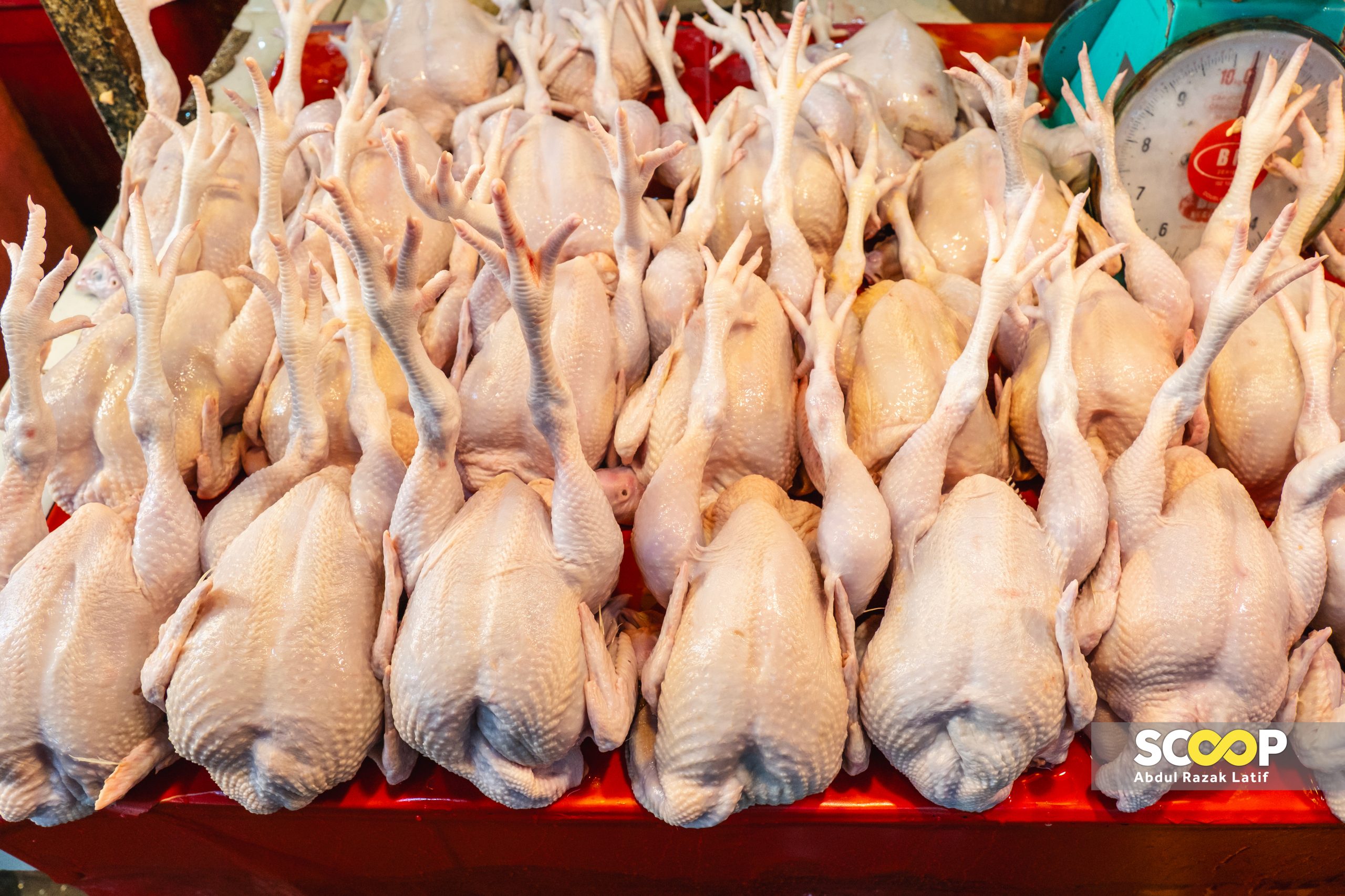 Tamatkan subsidi ayam langkah tepat, peruntukan dialih tingkat inisiatif kebajikan rakyat: FOMCA