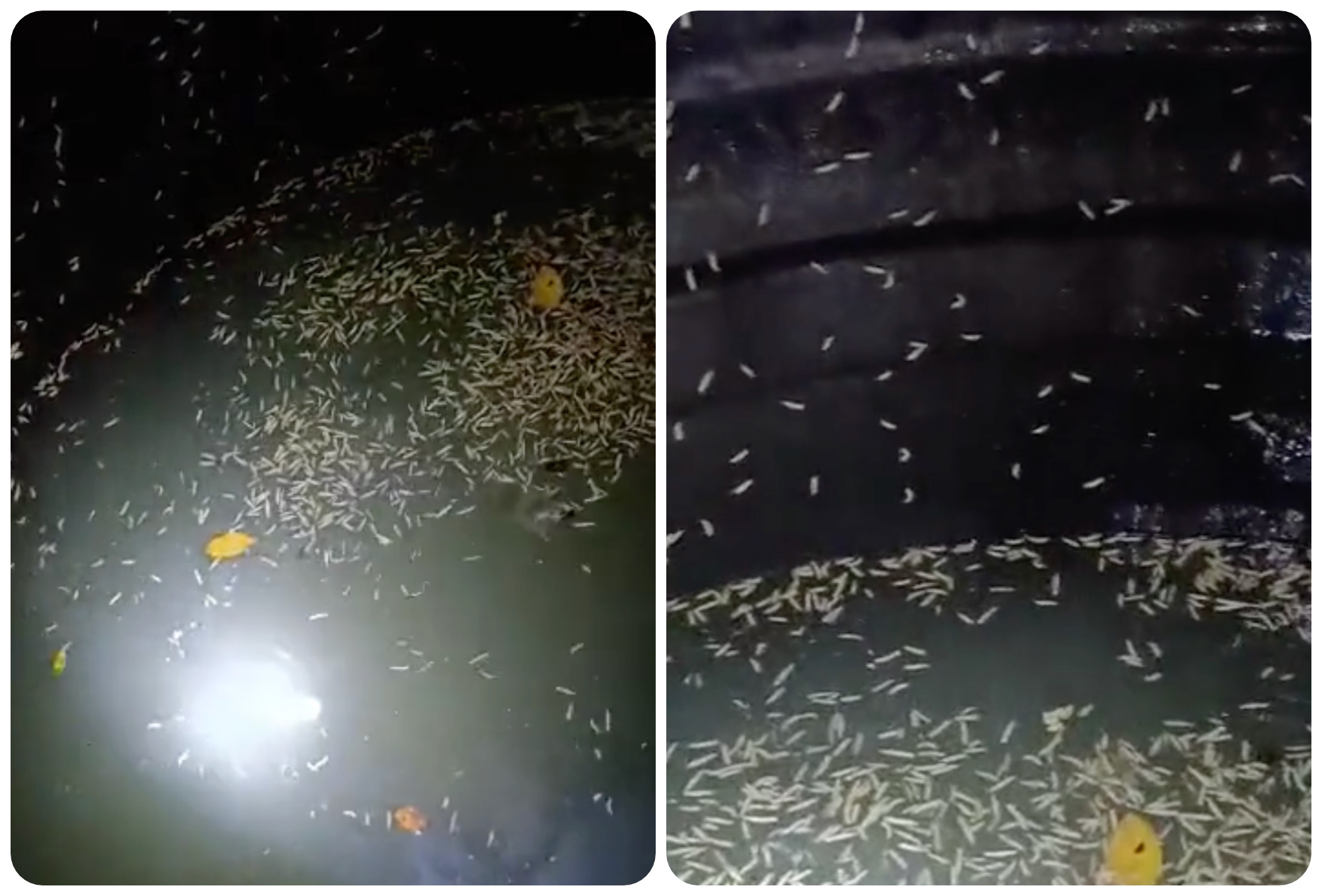 UMS confirms maggot infested water tank at student campus after viral TikTok video