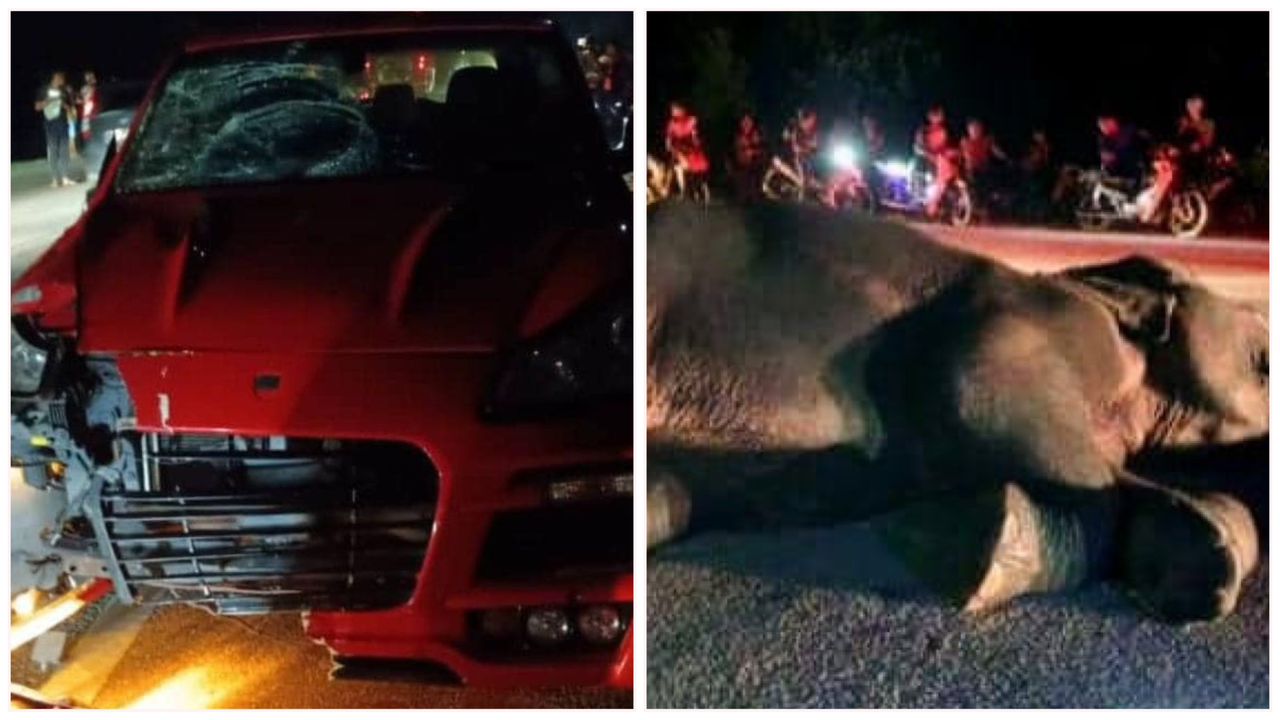 Elephant falls then flees after being hit by Porsche Cayenne, driver unhurt