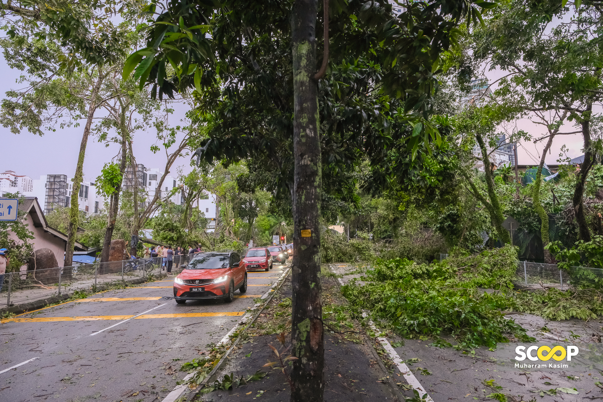 DBKL to deploy four contractors in each parliamentary area for tree maintenance