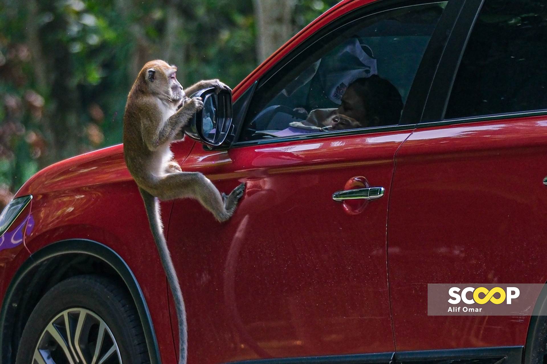 Photo of the day: Macaque hitchhikes in Putrajaya