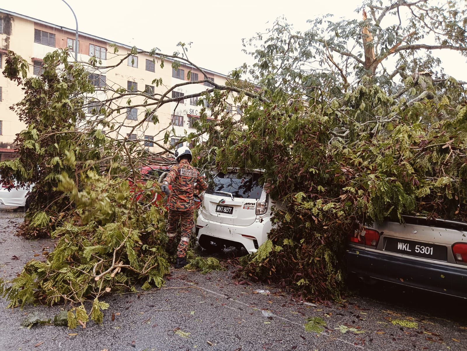 Tree falls in Hulu Selangor, damaging three cars