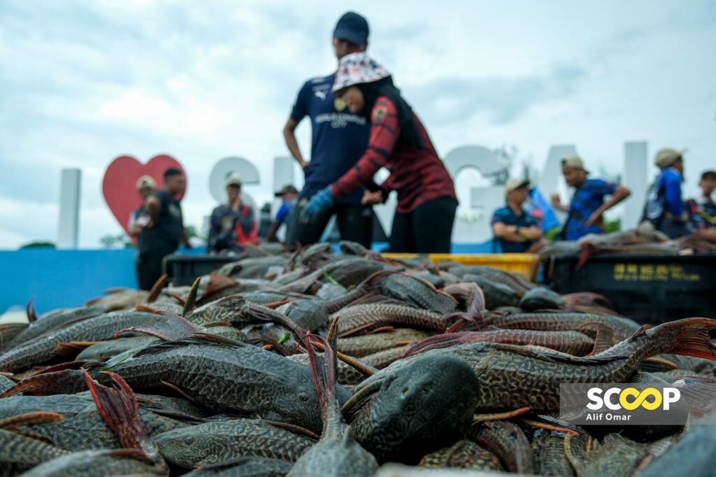 09062024-Jabatan-Perikanan-Selangor-tumpu-Pemulihan-Sumber-Perikanan-Darat-Memburu-Ikan-Asing-di-Sungai-Langat-Bangi-ALIF-OMAR_37