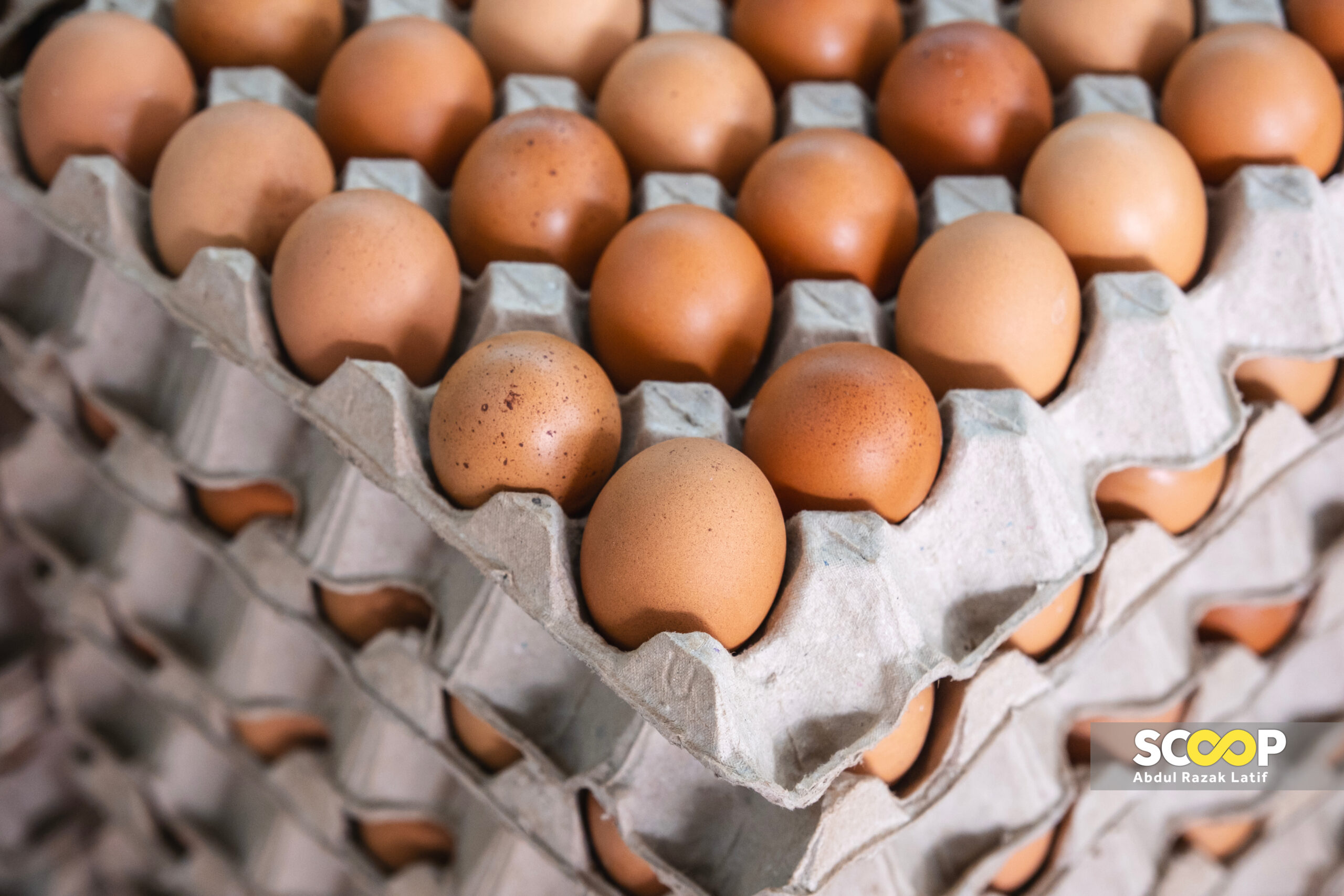 Meskipun harga telur turun, harga makanan di restoran mamak kekal: Presma
