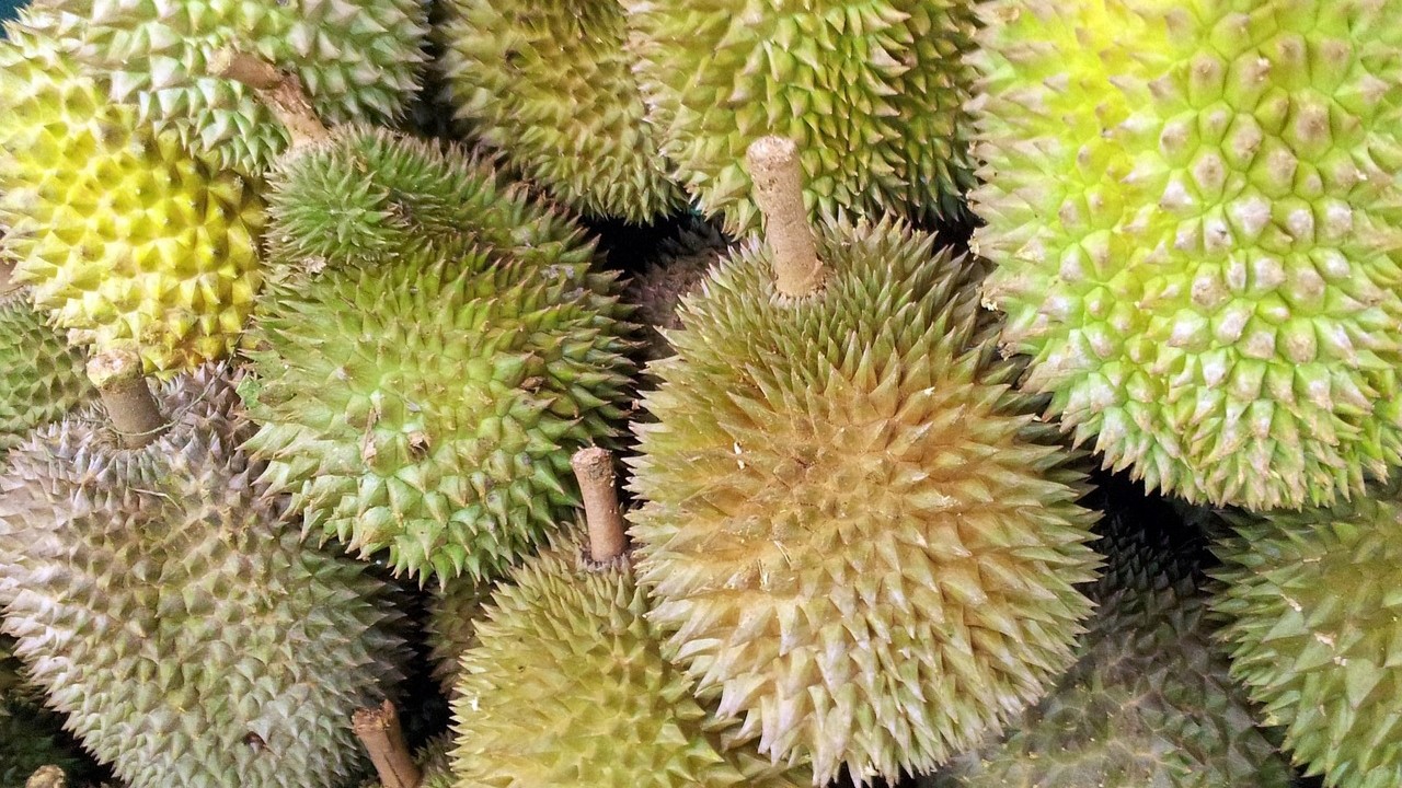 China’s favourite: fresh durian export begins in Q3 2024