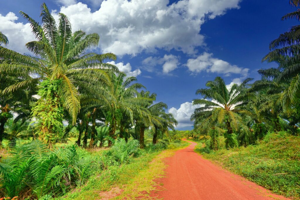 Palm-oil-plantation-unsplash