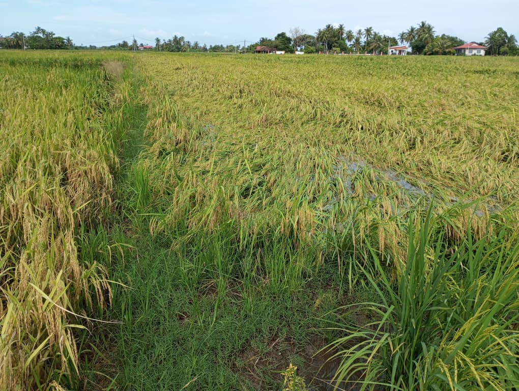 padi yan kedah-abdul rashid yob