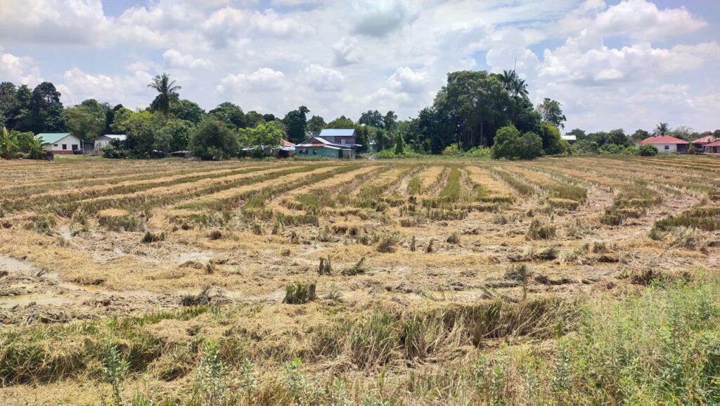 1Damaged padi field kg sg korok  kg sg tok doi